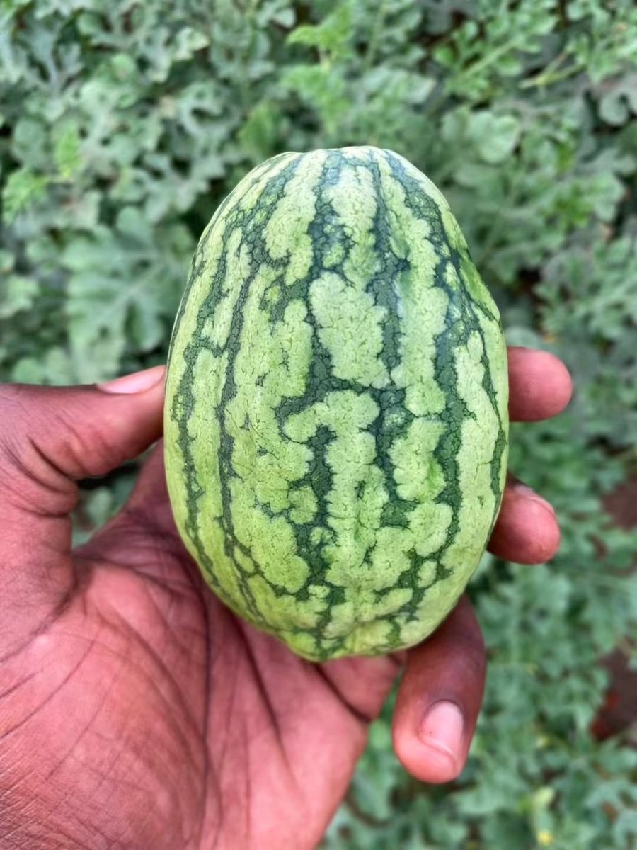 ahmedaliom's tweet photo. Possible causes

1. Water stress  irregular irrigation especially dry periods followed by heavy watering

2. Nutrient imbalance  particularly potassium during fruit enlargement

3. Virus infection (mosaic)  more likely if the leaves also have strong lightdark green mosaic https://t.co/9XFK37Z5KP