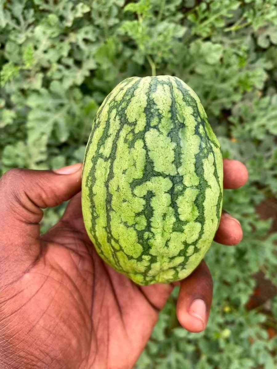 ahmedaliom's tweet photo. Possible causes

1. Water stress  irregular irrigation especially dry periods followed by heavy watering

2. Nutrient imbalance  particularly potassium during fruit enlargement

3. Virus infection (mosaic)  more likely if the leaves also have strong lightdark green mosaic https://t.co/9XFK37Z5KP
