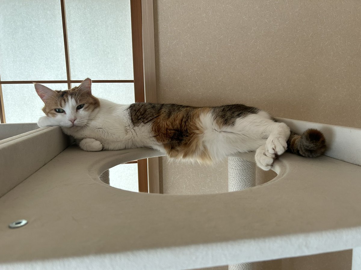 yuzu2yan68's tweet photo. かわいいしゃんだね！ https://t.co/m1hi2JJxvY