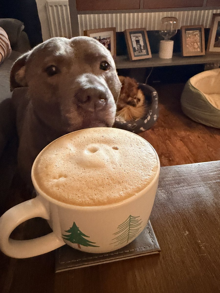 ThatGedsy's tweet photo. FREE DOG CONTENT https://t.co/RHJnhanmBz