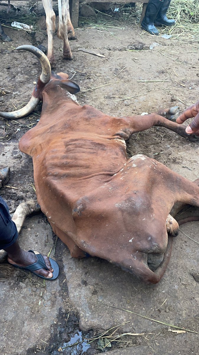 chemilly20's tweet photo. Early this morning, I went to Akinyele to price a cow (maluu) for my client. Omo, cows are cheap ooo 🤣

I was told that the ones lying on the floor are cheaper than the ones standing because they are weak and can’t stand for long.

Kindly dm for any market runs abeg https://t.co/SZHQyvWZAC