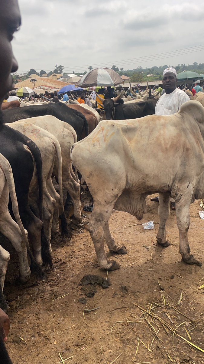 chemilly20's tweet photo. Early this morning, I went to Akinyele to price a cow (maluu) for my client. Omo, cows are cheap ooo 🤣

I was told that the ones lying on the floor are cheaper than the ones standing because they are weak and can’t stand for long.

Kindly dm for any market runs abeg https://t.co/SZHQyvWZAC