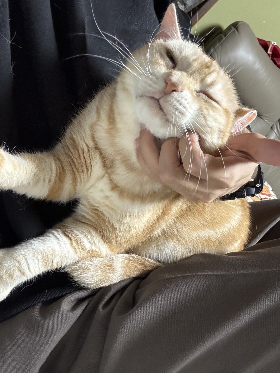ZenDen12's tweet photo. 超かぐや猫（じいさん） https://t.co/rUfElRwBwO