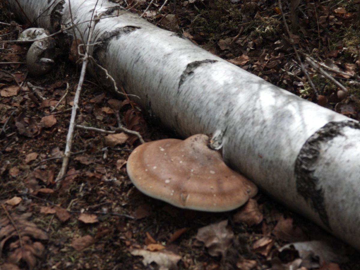 Elizabetht0000's tweet photo. „Nature does not hurry, yet everything is accomplished.” – Lao Tzu
#ForestVibes #MushroomHunting #FomitopsisBetulina #BirchForest #NaturePhotography #WoodlandWalk #InTheWoods #FungiOfInstagram #ForestFloor #TreeFungi #WildMushrooms #AutumnVibes https://t.co/fLgOOEZv6r