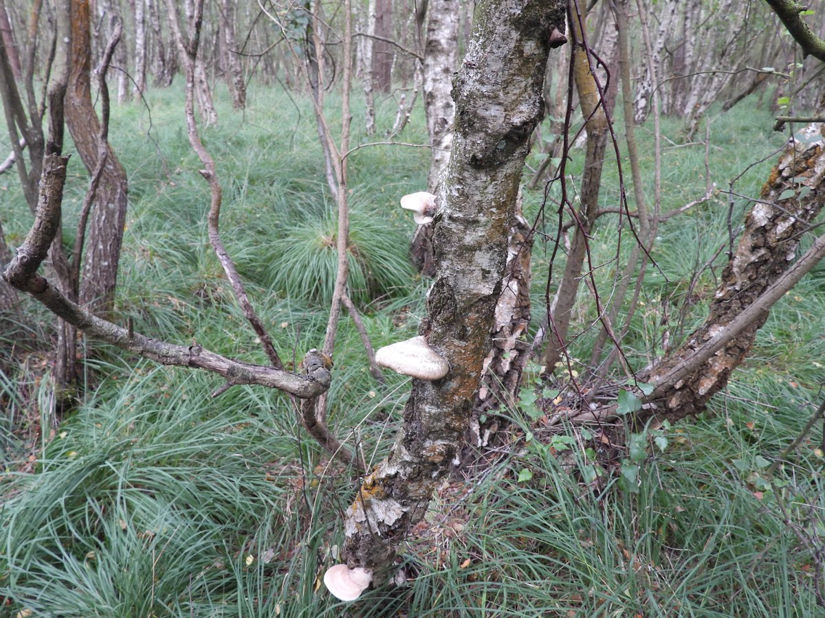 Elizabetht0000's tweet photo. „Nature does not hurry, yet everything is accomplished.” – Lao Tzu
#ForestVibes #MushroomHunting #FomitopsisBetulina #BirchForest #NaturePhotography #WoodlandWalk #InTheWoods #FungiOfInstagram #ForestFloor #TreeFungi #WildMushrooms #AutumnVibes https://t.co/fLgOOEZv6r