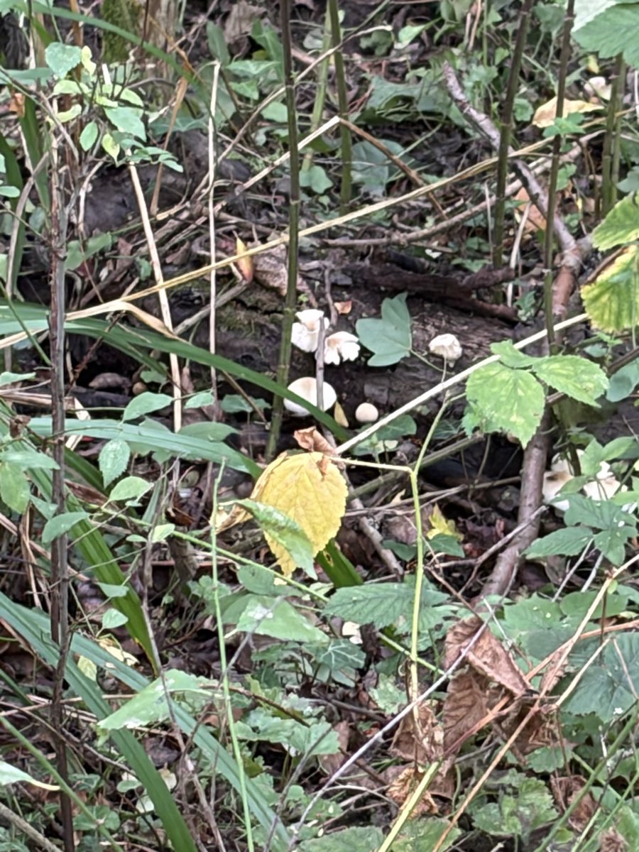 Elizabetht0000's tweet photo. „Nature does not hurry, yet everything is accomplished.” – Lao Tzu
#ForestVibes #MushroomHunting #FomitopsisBetulina #BirchForest #NaturePhotography #WoodlandWalk #InTheWoods #FungiOfInstagram #ForestFloor #TreeFungi #WildMushrooms #AutumnVibes https://t.co/fLgOOEZv6r