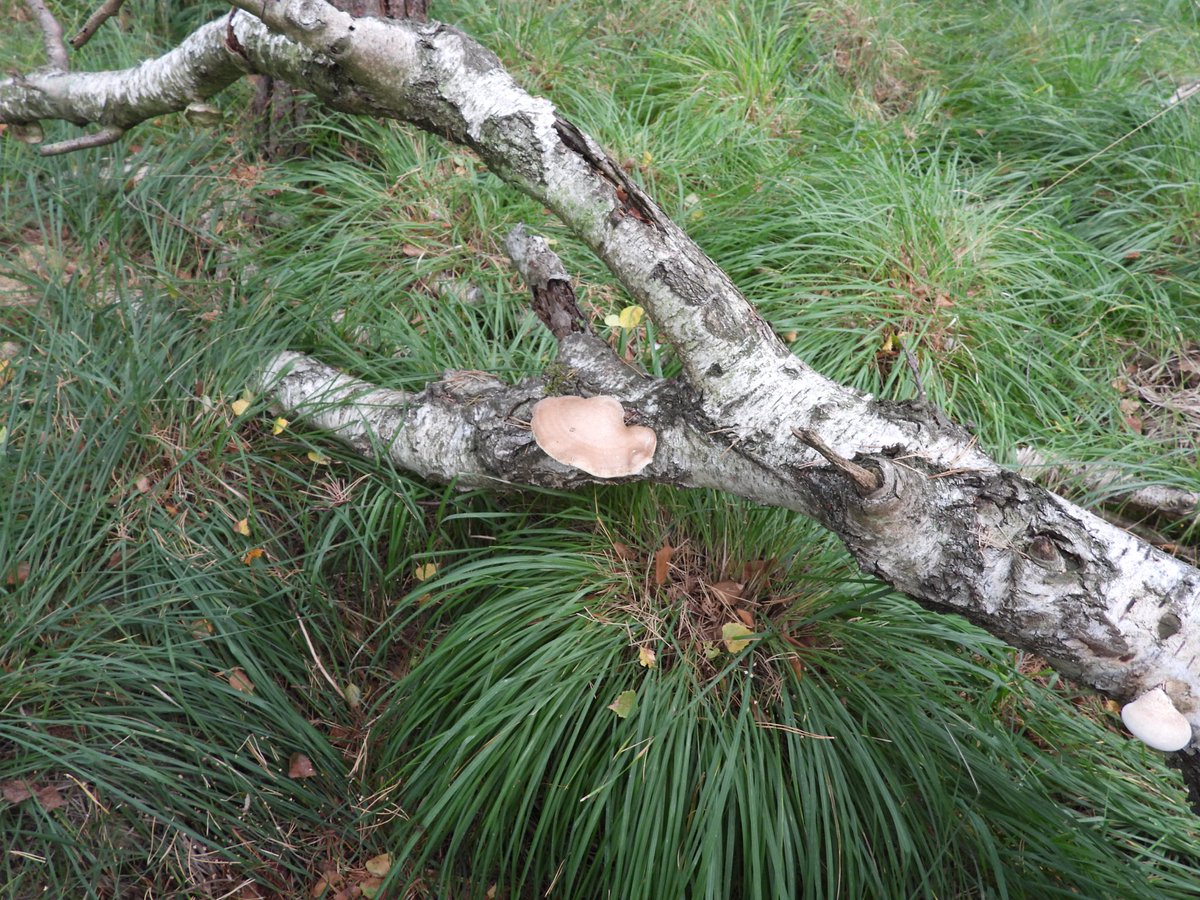 Elizabetht0000's tweet photo. „Nature does not hurry, yet everything is accomplished.” – Lao Tzu
#ForestVibes #MushroomHunting #FomitopsisBetulina #BirchForest #NaturePhotography #WoodlandWalk #InTheWoods #FungiOfInstagram #ForestFloor #TreeFungi #WildMushrooms #AutumnVibes https://t.co/fLgOOEZv6r