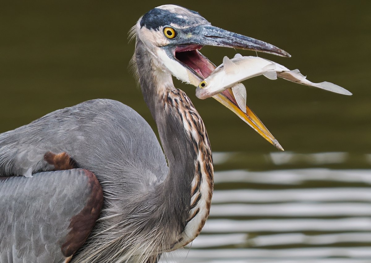 ParamClicks's tweet photo. When Fate Looks You Straight in the Eye — Dying seconds before fish becomes lunch for Great Blue Heron at Huntley Meadows Wetlands, Virginia, USA. (2026-09-29) #TwitterNatureCommunity #BBCWildlifePOTD #ThePhotoHour #IndiAves #eyes #catchoftheday https://t.co/gY7GQJoYf6