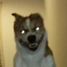 amandinhavr's tweet photo. a veterinária teve que furar a cachorra 4 vezes pra tirar 2 ml de sangue 
fiquei na minha porque a veterinária olhou dentro dos olhos dela e disse "eu não tenho medo de você me morder"
enquanto a cachorra tava bem assim pra ela https://t.co/EjK8kvJgcE