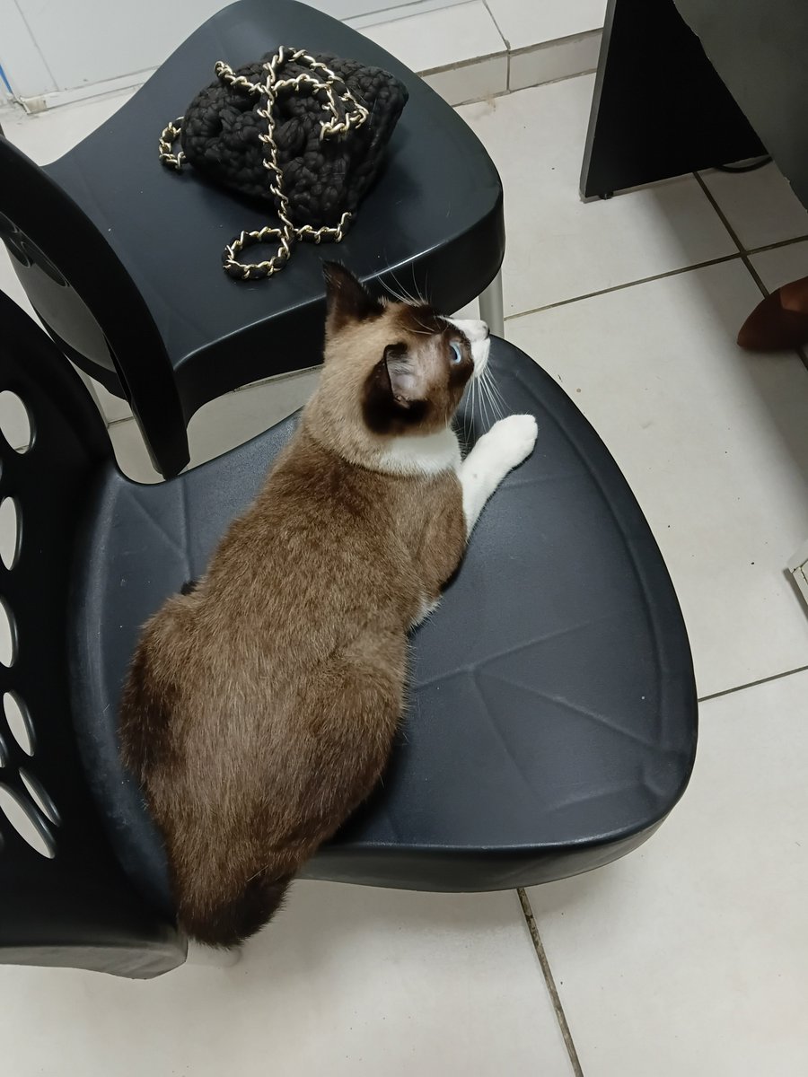 yasminekk_'s tweet photo. Levei o meu gato às 2h30 da madrugada no veterinário pq estava mancando

Chegou lá, parou de mancar 

Chegou em casa, voltou a mancar https://t.co/aXvn56fw69