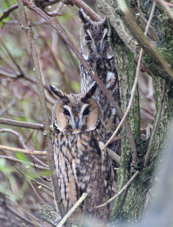 SteelySeabirder's tweet photo. We've had several Short-eared and Long-eared Owls (pictured) on the island of recent (photo Aaron Nugent) as the blog explains: https://t.co/VnWtRiQI6m https://t.co/0jZd94QWzi
