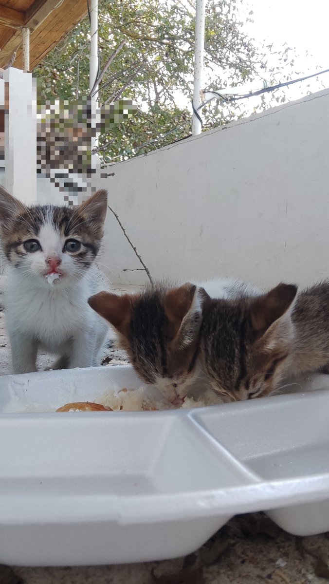 _Haciwatson_'s tweet photo. Bu üç dingile ne isim verelim https://t.co/WJ8bspLJ7N