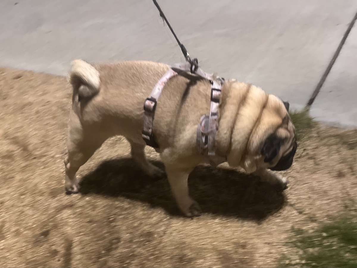 komugi_pug's tweet photo. バームクーヘン犬 https://t.co/DGUPjDpDhA