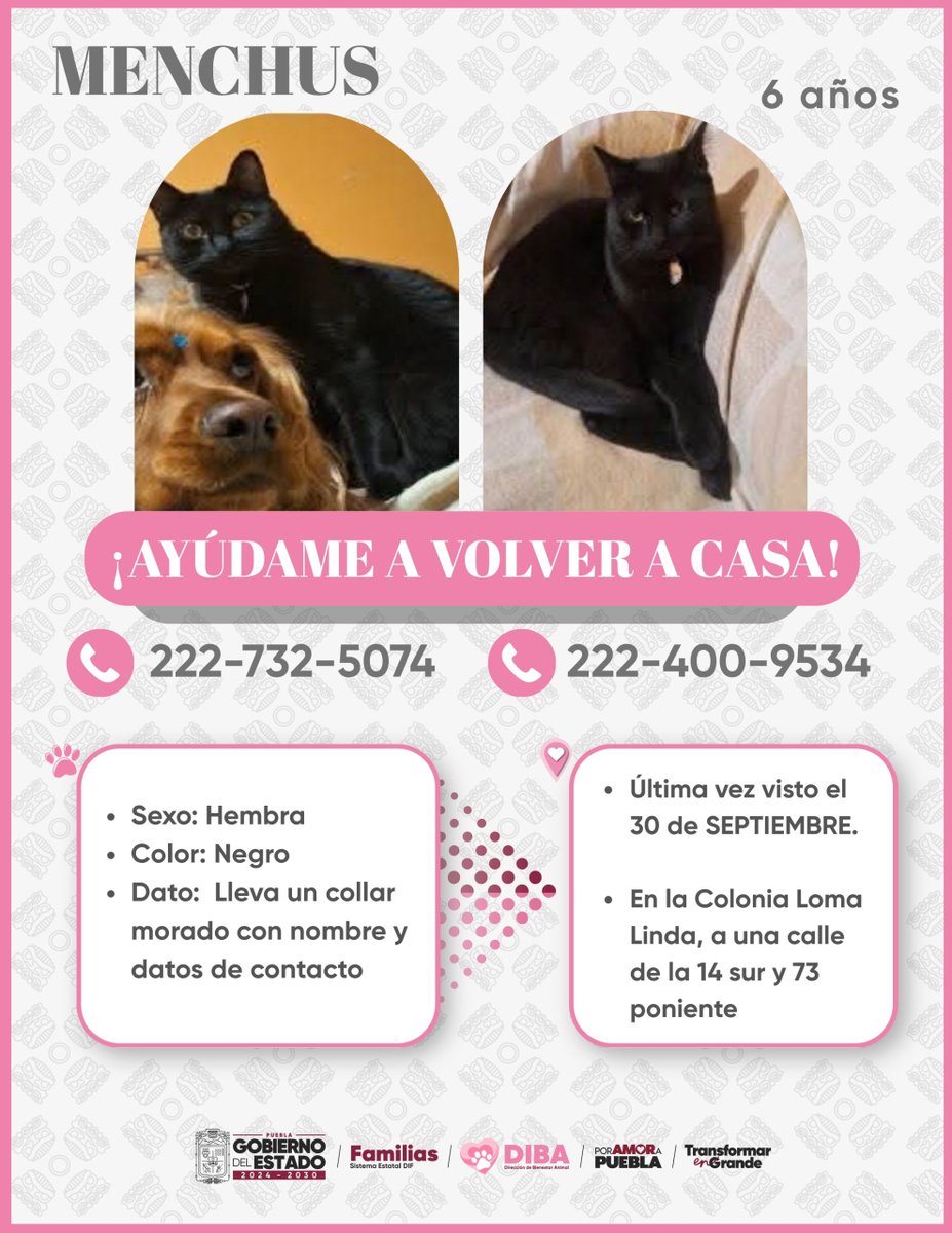 DIBAGobPue's tweet photo. 💔 MENCHUS NOS FALTA EN CASA 🐶

Dejó un vacío enorme y su familia la extraña profundamente.

Si sabes algo de su paradero o tienes información que ayude a localizarla, llama al 222-732-5074 o al 222-400-9534. 

#PorAmorALosSeresSintientes
#MascotasPerdidasPuebla https://t.co/nf21kJNBBT