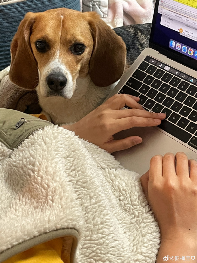 MadelynAldou's tweet photo. Hace un ao aún tomaba el bus todos los días, hoy trabajo desde mi cama con mi perro a mi lado. El cambio pequeo que hace feliz la vida!， https://t.co/IaBKbZ7O1f