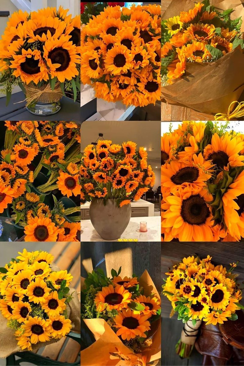 sunflowerchives's tweet photo. Sunflower glow hits differently https://t.co/OcZEEM6wYI