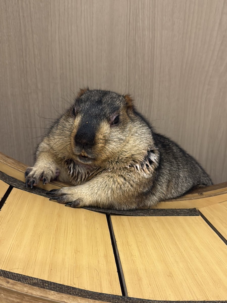marmot_mamochi's tweet photo. みんなが　ねてるあいだに
くさいおくすり　ぬられて
しょうじき　おこってるよ　ちちんま https://t.co/kgNpQEqM4N