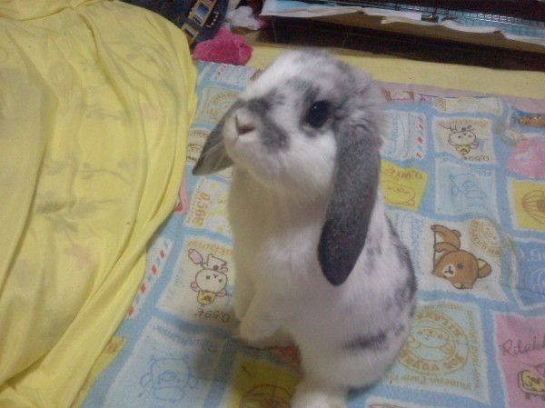 ashyaywoohoo's tweet photo. my ears are so fuuuuuuuuuuuuuuuucking long https://t.co/ZUd9kcG9St