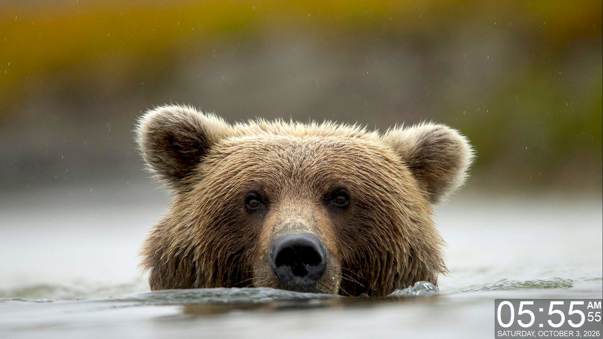 gdiObjects's tweet photo. Today's Daily Wallpaper Refresh from Bing
Catch, eat, repeat. Brown bear in Lake Clark National Park and Preserve, Alaska
https://t.co/NdrCLBjf8d
#TodayForWindows #freedownload #tryitforyourself #imageoftheday #pictureoftheday #wallpaperoftheday https://t.co/4ktuNfzxku