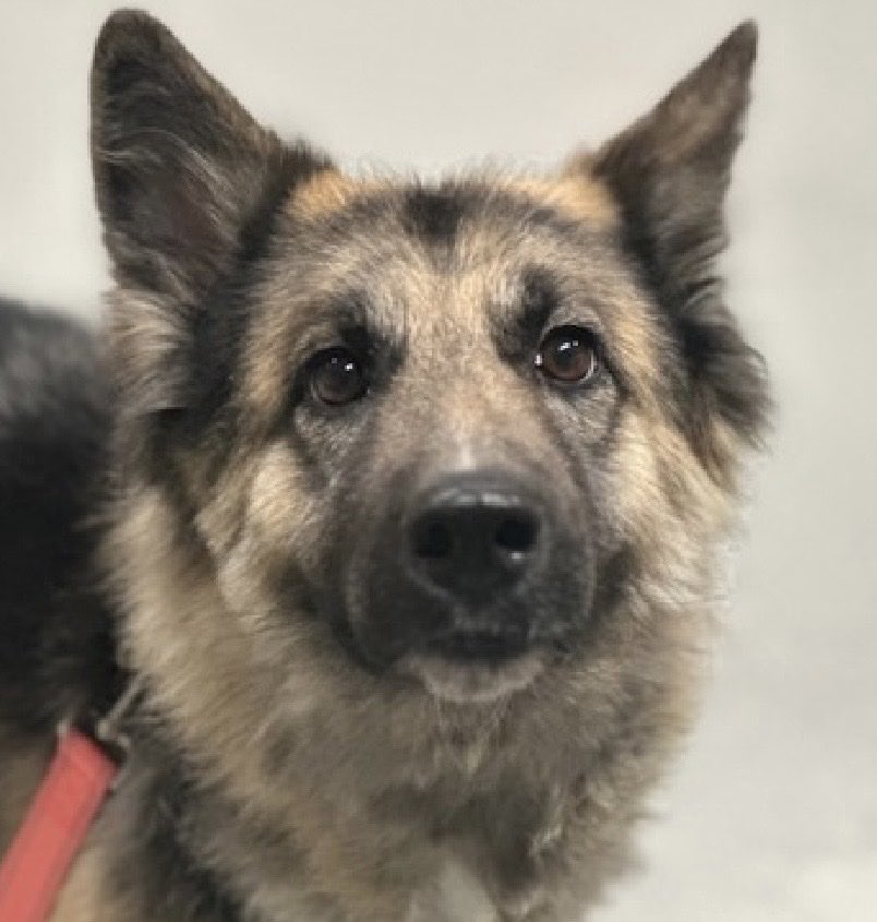 MoishesMom's tweet photo. Sam is a 5️⃣ year old German Shepherd gal who was surrendered by her human 7️⃣ days ago to the Queens Pound in NYC…she’s 4️⃣7️⃣ pounds of grief ☹️ She was betrayed 

Sam is Rescue 🛟 Only• Kill 💉🎯

She’s retreating from ACC staff, walking with a low body & tucked tail and bared her teeth during her intake exam…she’ll be listed 🔜 

Sam’s Bio ℹ 🔗 👇🏻

https://t.co/eBHVXgMcMg

I hope GSD, Malinois & Dutch Shepherd advocates notice this trend  of all intakes to be 🛟 only…it’s something Pibble, Staffie & Bully Breed advocates like myself deal with every day…every day they’re killed. All of these breeds are fiercely loyal, loving pups who are so overwhelmed by grief they shut down or act out because of fear & anxiety….These are good breeds who don’t deserve to💉

✅  Sam needs pledges to attract 🛟

✅ Sam needs a Foster or Adopter through the 🛟

✅  DM @notthesameone2 to apply for this gorgeous girl, Sam 🤞🏻💞🤞🏻💞