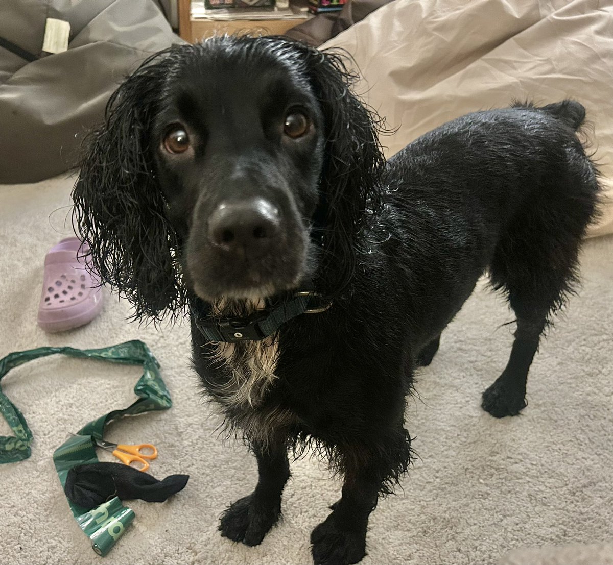 AlwaysDorasMum's tweet photo. Hello everyone, I’m Bramble. https://t.co/fnXDUgB34j