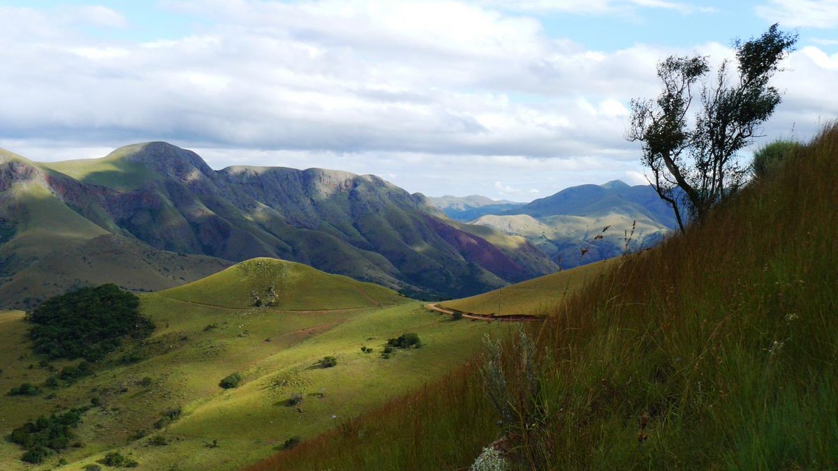 SabzerAzoh's tweet photo. The South African soil holds deep cryptographic minerals that interact directly with human blood, melanin, and the nervous system. The Barberton Greenstone Belt (The Genesis Stones) Located in Mpumalanga, these are the oldest exposed rocks on Earth. They contain unique green minerals like komatiite and ancient chert. These stones hold the raw, uncorrupted blueprint of the Earth before human modification. Standing on or holding a Barberton stone acts as an immediate epigenetic reset button. It bypasses modern environmental anxiety, aligning your DNA with the planet's original, pure software of health and survival. South Africa has massive, high-grade deposits of Magnetite (particularly in the Bushveld Complex). Magnetite is a naturally magnetic iron oxide rock. Because human blood contains iron, walking on or holding South African Magnetite creates a direct magnetic bridge with your circulatory system. It accelerates the movement of oxygen, charges your cellular mitochondria, and dramatically increases the electrical voltage of your auric field.🍃🫶🏽