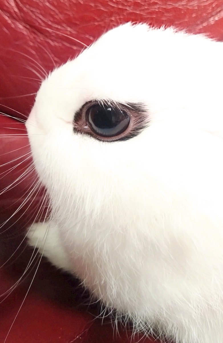 CyokoKinako's tweet photo. おやすみなさい🩷🐰
Good night🩷🐰
Boa noite🩷🐰
#うさぎ
#Rabbit
#Coelho https://t.co/T6Ov92cDgr