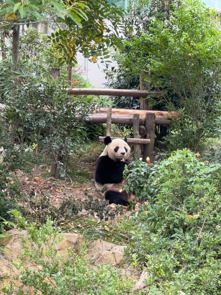 dreaming170804's tweet photo. Cute Yuan Meng eating bamboo shoots 🐼🎋🎋

Source:weibo:Dear_Vicky

#yuanmeng  #ユアンメン  #圆梦 https://t.co/FpTwV9QyCA