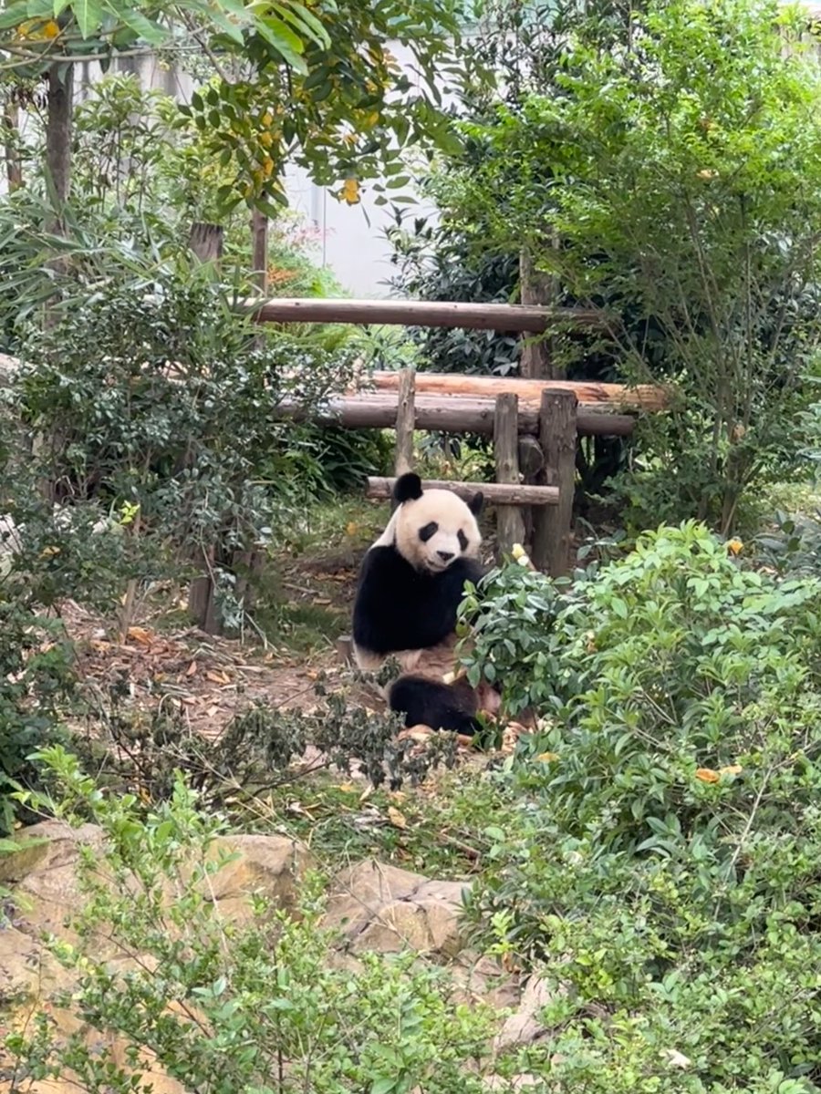 dreaming170804's tweet photo. Cute Yuan Meng eating bamboo shoots 🐼🎋🎋

Source:weibo:Dear_Vicky

#yuanmeng  #ユアンメン  #圆梦 https://t.co/FpTwV9QyCA