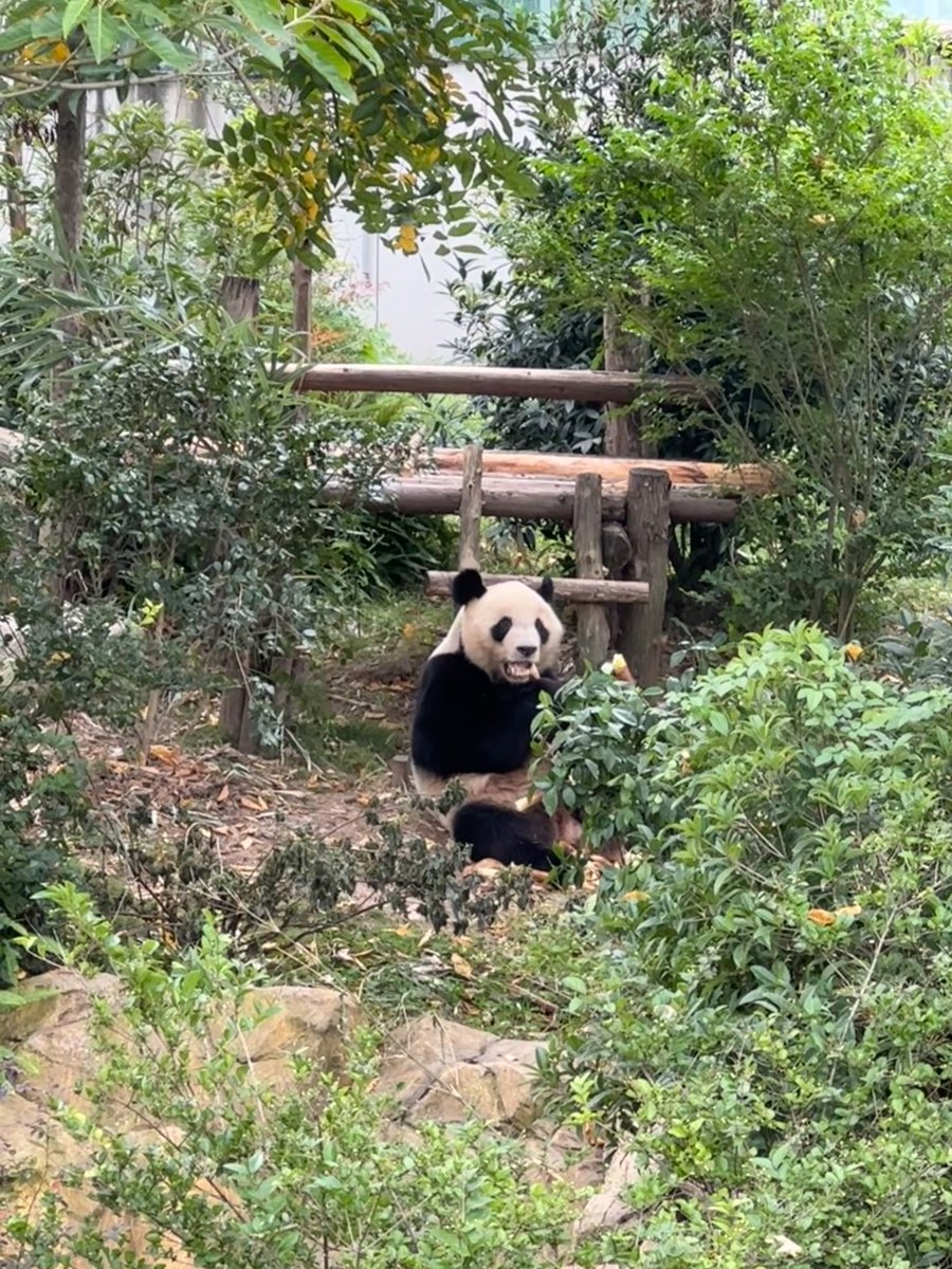 dreaming170804's tweet photo. Cute Yuan Meng eating bamboo shoots 🐼🎋🎋

Source:weibo:Dear_Vicky

#yuanmeng  #ユアンメン  #圆梦 https://t.co/FpTwV9QyCA