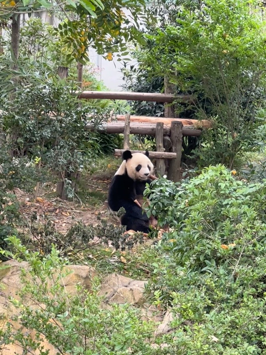 dreaming170804's tweet photo. Cute Yuan Meng eating bamboo shoots 🐼🎋🎋

Source:weibo:Dear_Vicky

#yuanmeng  #ユアンメン  #圆梦 https://t.co/FpTwV9QyCA