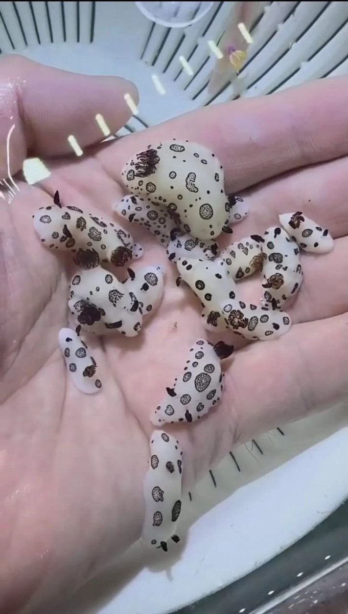 winger0114's tweet photo. Just got back from the beach and somehow these little guys came home with me 😭🌊 They were way too cute to leave behind 😂 Does anyone know what they’re called? https://t.co/AVfZVnXdWf