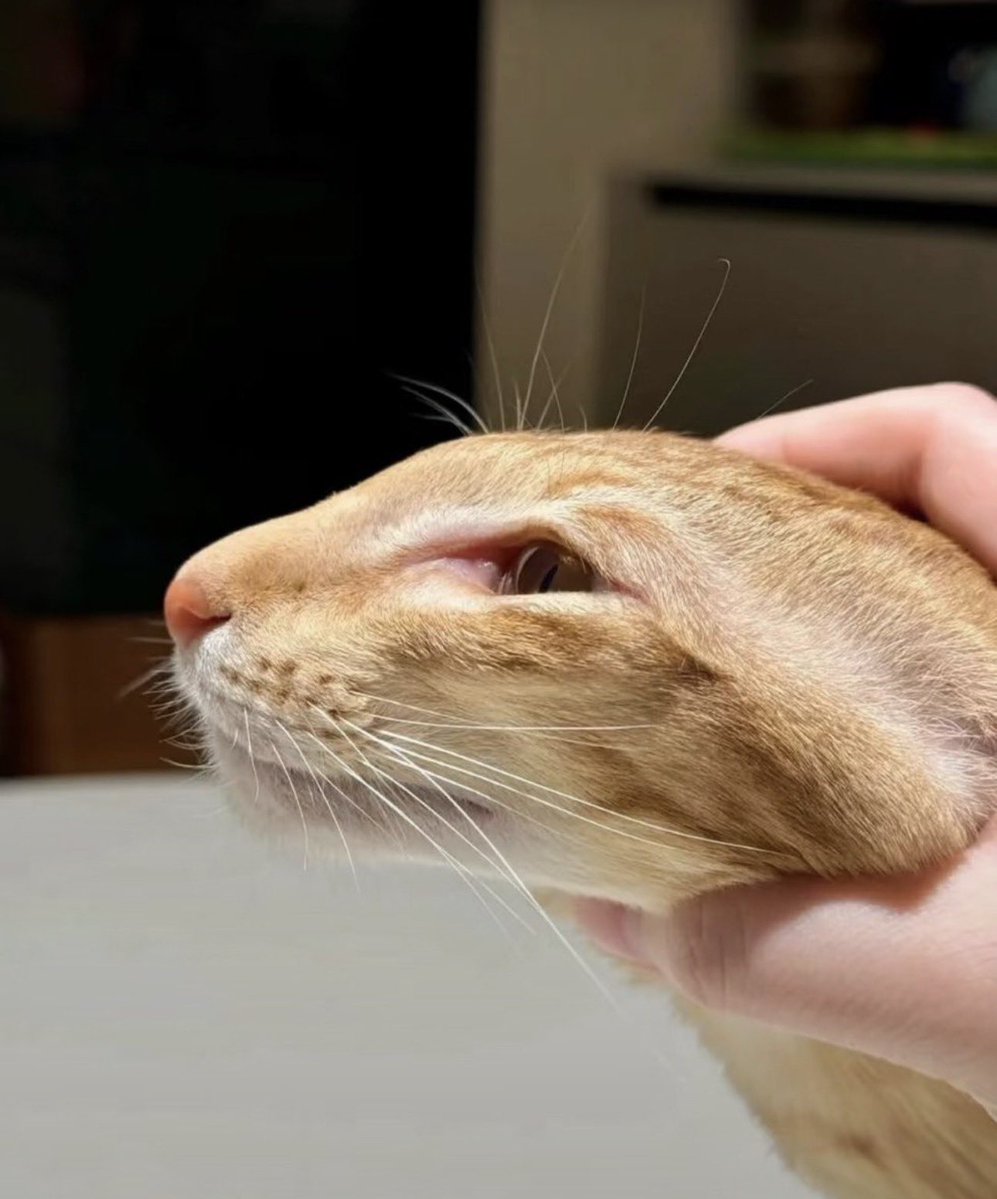 cutestskittens's tweet photo. https://t.co/GijCcDCC9x