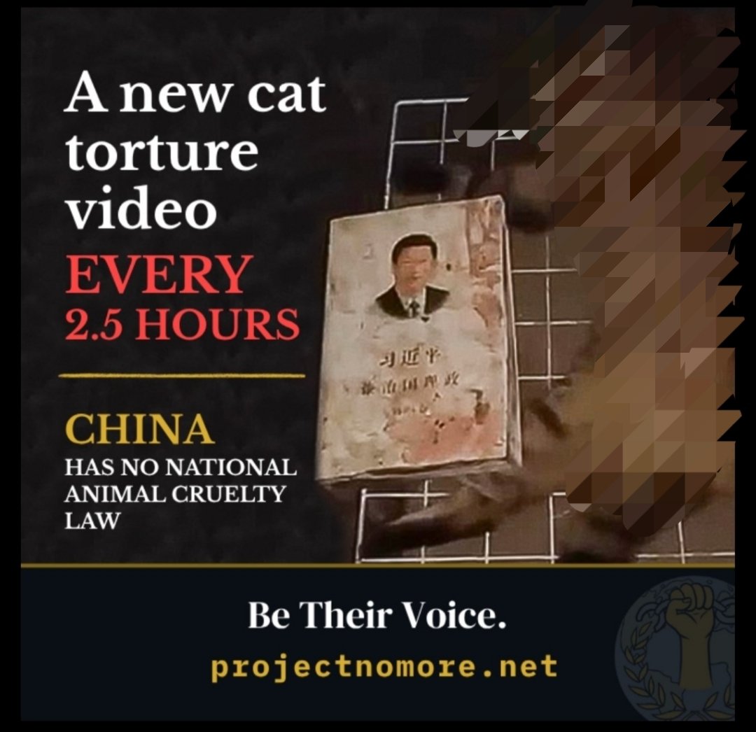Project_NoMore's tweet photo. A new Cat torture Video is coming up every 2.5 hours!!!!
🇨🇳China has no national animal cruelty law!!!! https://t.co/JHsYAsmvTo