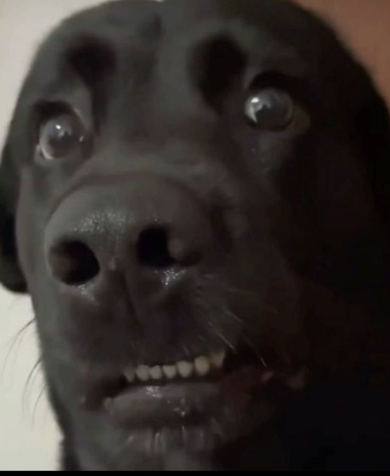 A close-up photograph of a black dog with wide eyes and visible lower teeth, appearing somewhat shocked or surprised.