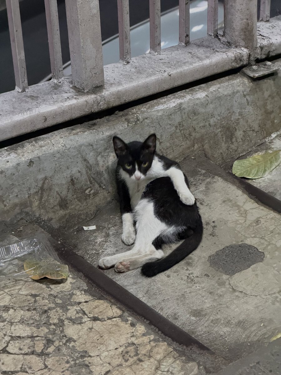 taeyongpictures's tweet photo. taeoxo_nct instagram update

“Love me 💚
🖤🖤🖤🖤🖤🖤 why do you keep following meee?
do you want to kidnap me?
mow meow
what are you looking at, meow?” https://t.co/rID26gRdMX