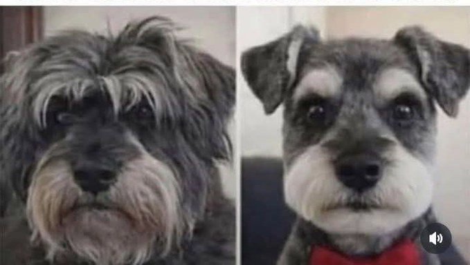 A before-and-after comparison showing a scruffy, unkempt dog on the left transformed into a neatly groomed schnauzer wearing a red bow tie on the right.