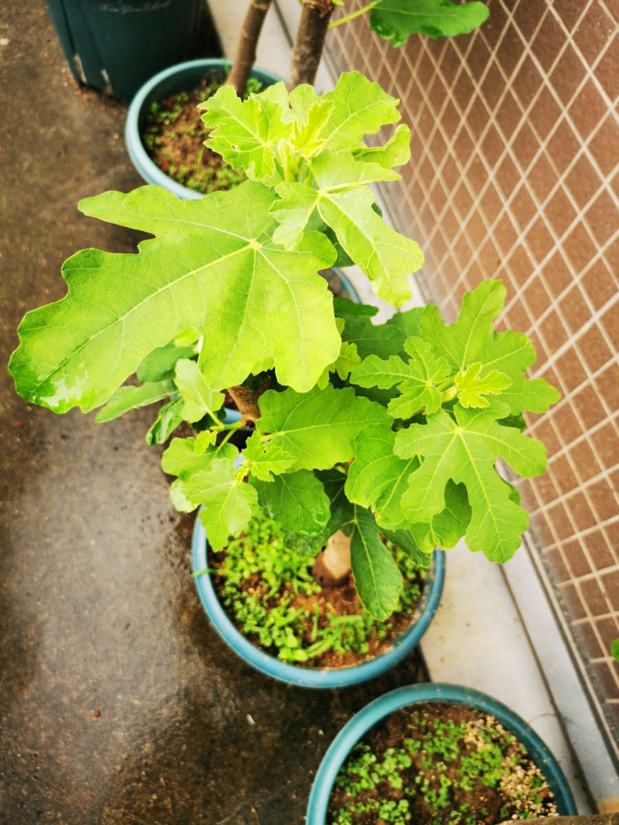 Jessihtnm's tweet photo. Tips para tus plantas: riega solo cuando la tierra esté seca, y dales luz indirecta así florecerán siempre! https://t.co/fOf0Dk0PcC