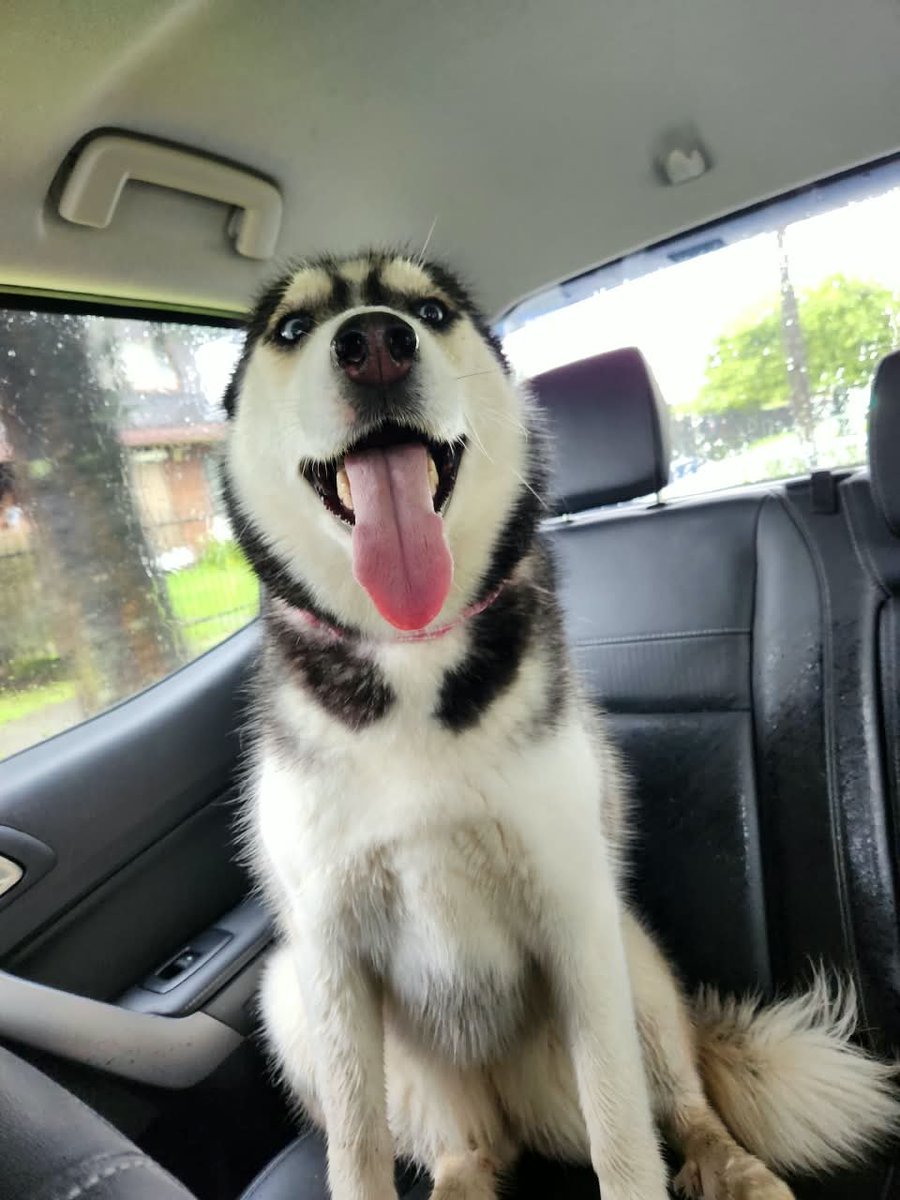 kacelis's tweet photo. 🐾 ¡Perrita rescatada en Av. Francia! 🐾
La encontré cruzando la calle de forma muy desorientada y me la traje para protegerla de los autos. Busco a sus dueños urgentes.
Si la conoces o sabes de quién es, háblame al DM #valdiviacl https://t.co/kTWU2uTh2d