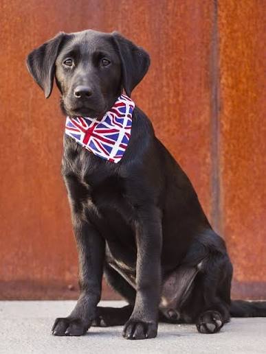 andrewc44104127's tweet photo. Shout out to our patriotic black labs. https://t.co/v7mevzlrjS