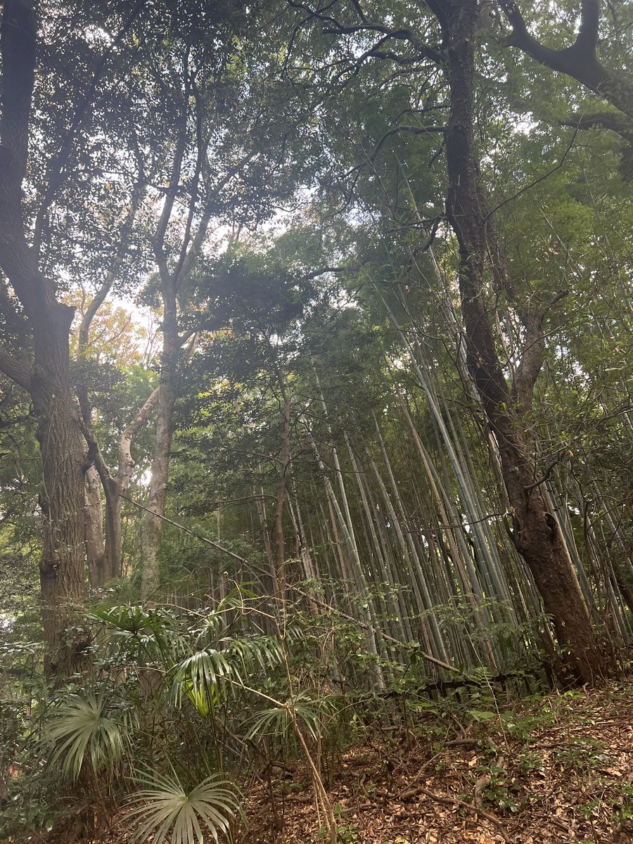shu_null's tweet photo. 新曲のジャケット撮影行ってきた。
木！🌲🌳🪵 https://t.co/2ft9pWN8lW