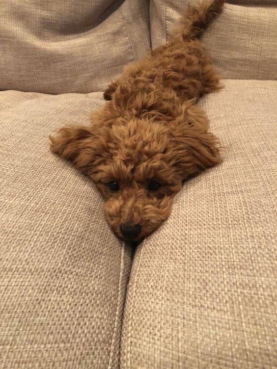 landonia4lily's tweet photo. his curls make him look like the cutest little toy poodle 🥺 https://t.co/lB7JEdFdTd