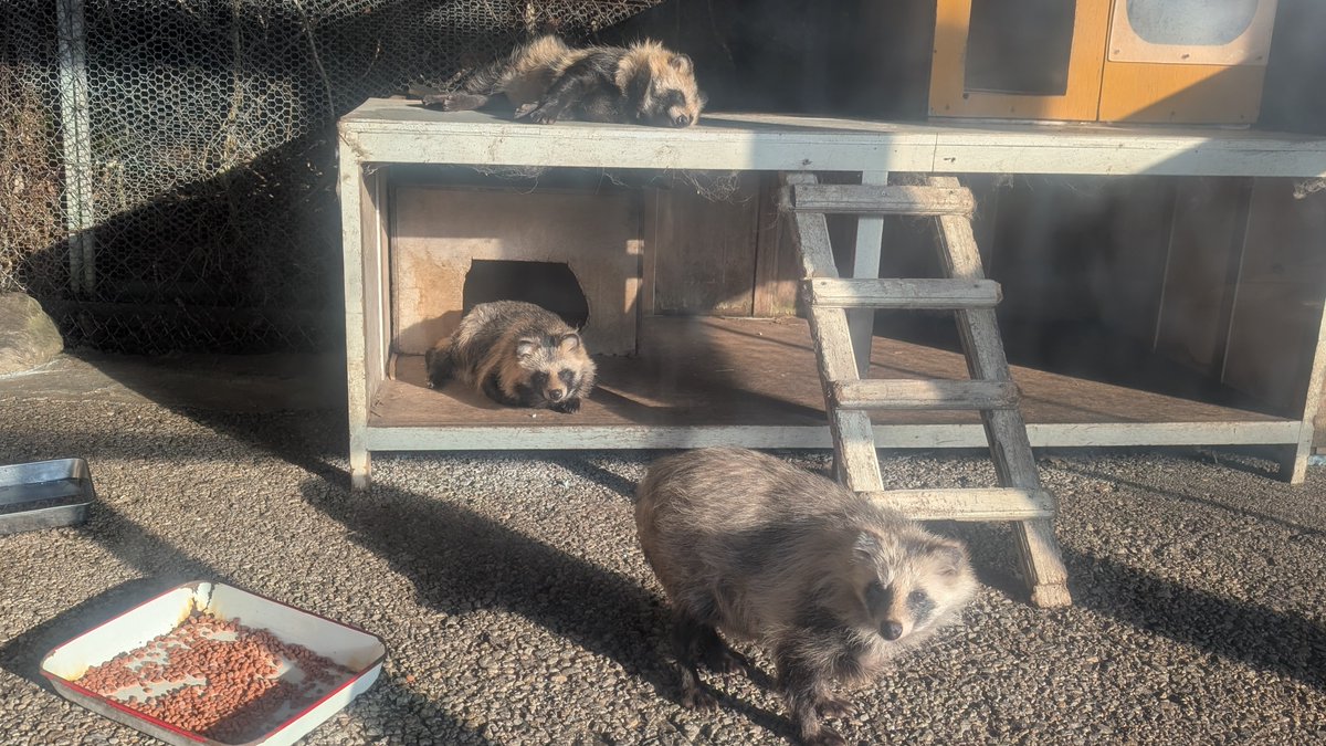 kitakitsunefarm's tweet photo. たぬき部屋は朝の陽射しでポカポカあったかい☀️
でも…日が昇るまでは寒いので一緒に寝てます💤💤💤毎日さんにんで入るようになりました😀
#北きつね牧場 #エゾタヌキ #まるぽこ姉妹とポポの部屋 https://t.co/mvEj0D02Sp