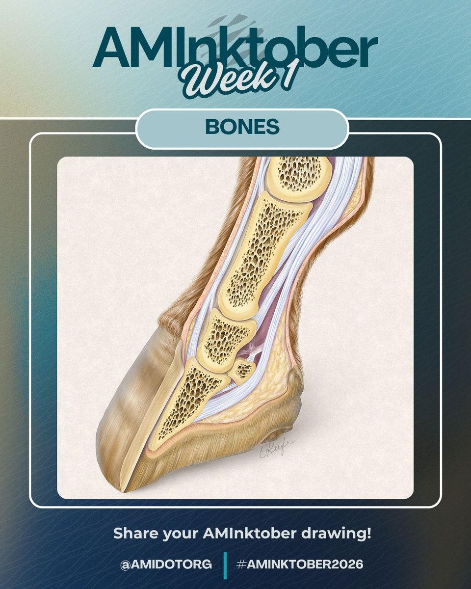 Medillustrates's tweet photo. October is here, and we’re kicking off the very first #AMInktober with the Association of Medical Illustrators! ✏️✨
For Week 1: Bones (Oct 1–3), we’re sharing this crisp cross-section of horse hoof anatomy by Laurie O'Keefe.
#AMInktober2026 #medicalillustration #veterinaryart https://t.co/J1DUVaItaW