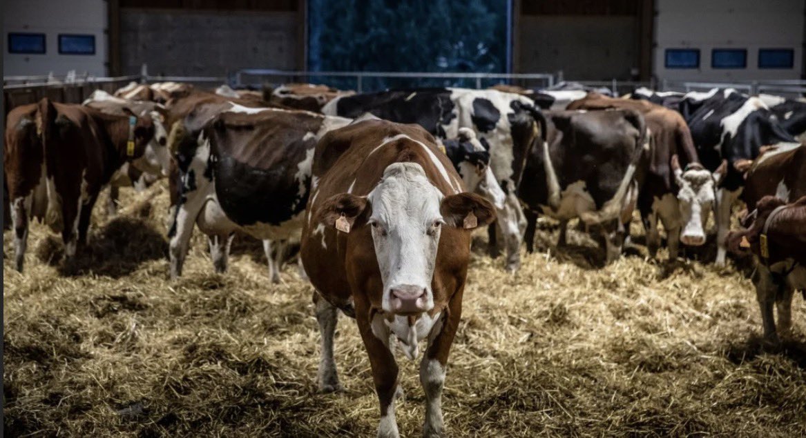 UNIAGRARIA's tweet photo. 🐄Estrés en animales de granja puede afectar su bienestar, salud y desempeño productivo.

Lee el artículo de Agronegocios con la participación de Rodrigo Forero Carrillo, director del Programa de Medicina Veterinaria de UNIAGRARIA https://t.co/DC1FCEBTtJ https://t.co/uHSqd7SjDN