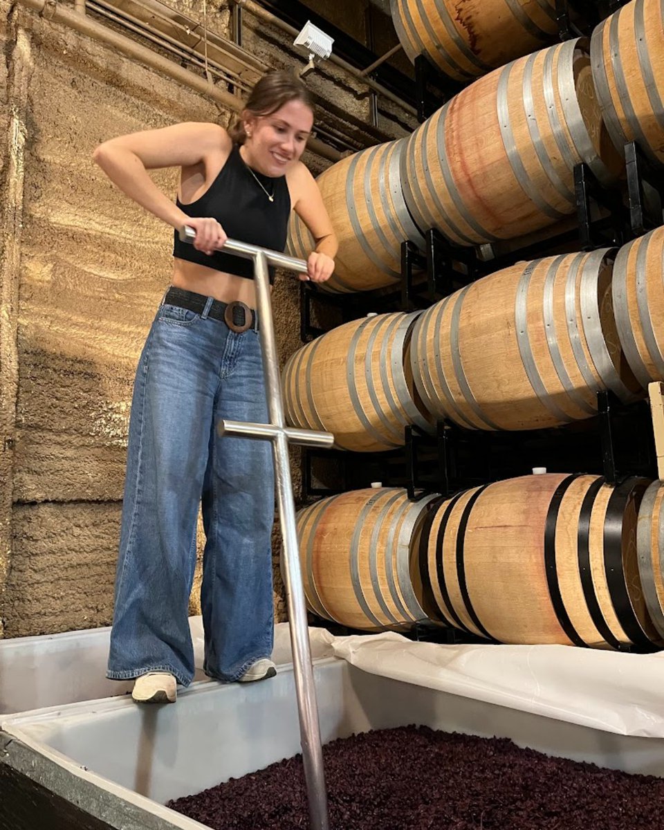 CarrWinery's tweet photo. Punchdowns!

For 3 months straight, 3 times a day, punchdowns are happening while you wait for your next favorites to be made. Harvest means that grapes are coming in weekly and punchdowns are happening daily.

#harvest #carrvest #punchdowns #carrwinery #harvest2026 https://t.co/u3YNwIBBxP