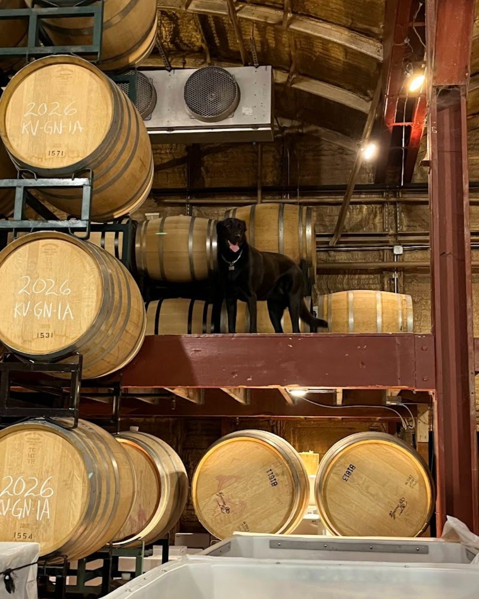 CarrWinery's tweet photo. Punchdowns!

For 3 months straight, 3 times a day, punchdowns are happening while you wait for your next favorites to be made. Harvest means that grapes are coming in weekly and punchdowns are happening daily.

#harvest #carrvest #punchdowns #carrwinery #harvest2026 https://t.co/u3YNwIBBxP