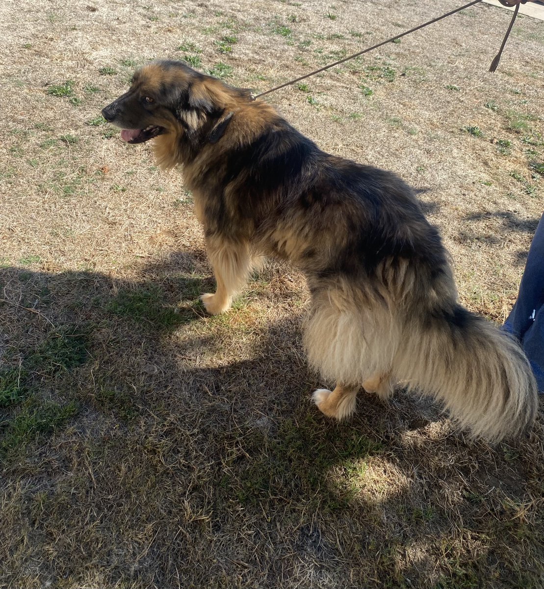 ChiensaDonner's tweet photo. 📢 A adopter chien Berger yougoslave mâle 3 ans - Haute-Vienne

Pour contacter le maître, merci de regarder le lien en-dessous en commentaire. ⬇️

#adoptionchien #chienadonner #bergeryougoslave https://t.co/FhVMkaIQEb