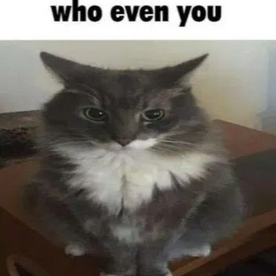 CatPosted's tweet photo. https://t.co/YzPl0M3tlK