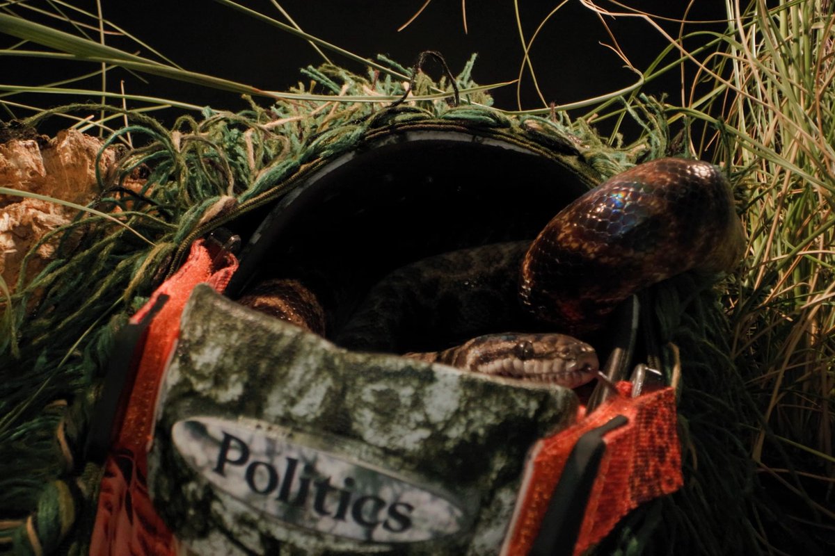 A close-up photograph of a snake peeking out from a fabric pouch labeled 'Politics,' surrounded by green netting and grass.